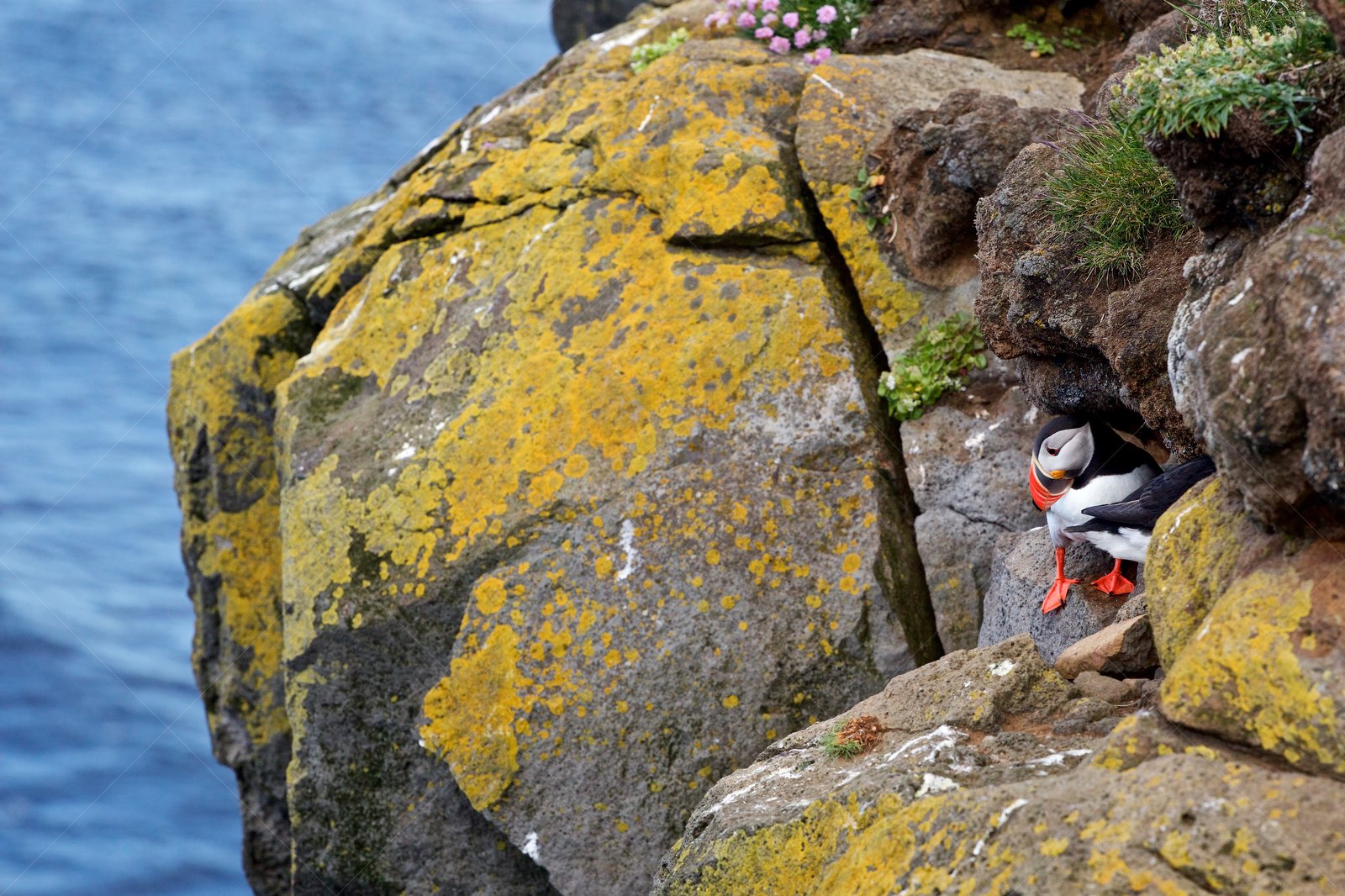 Precatious Puffins