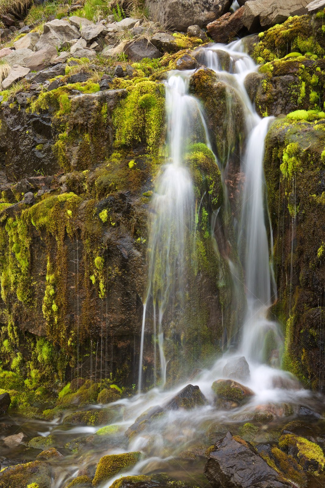 Water and moss