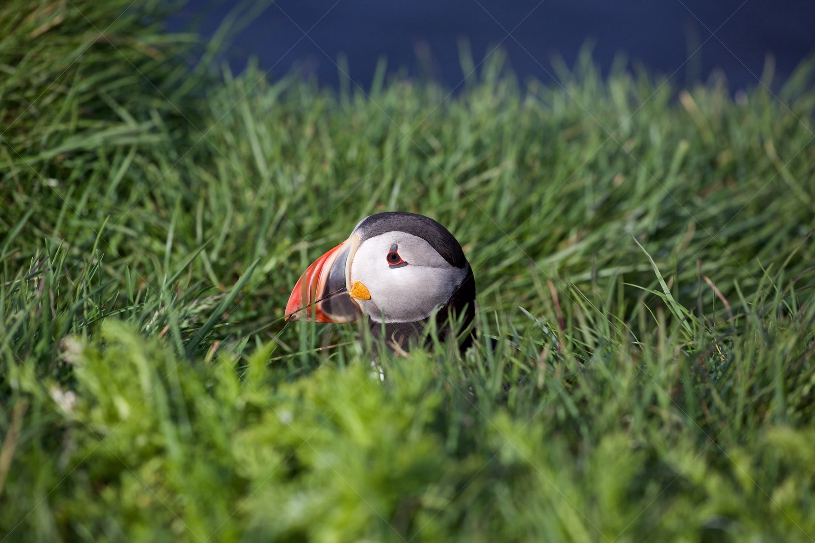 Puffin hideout