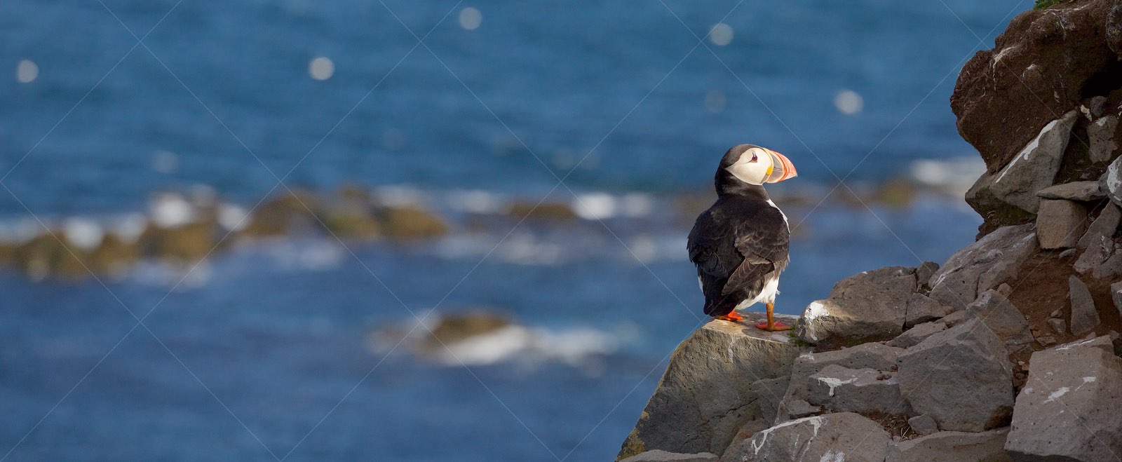 Puffin on cliff