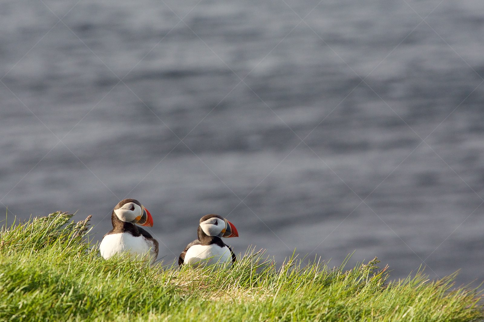 Shy puffins