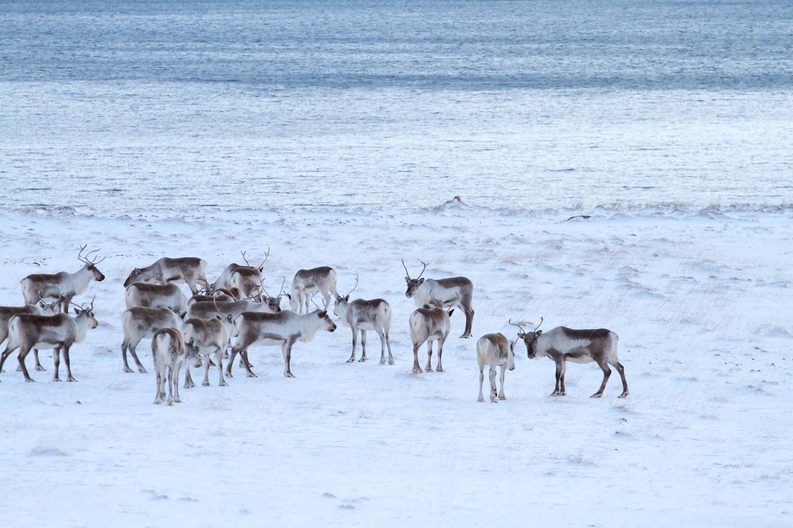 Reindeers