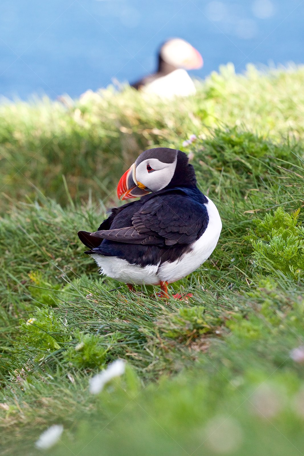 Puffin