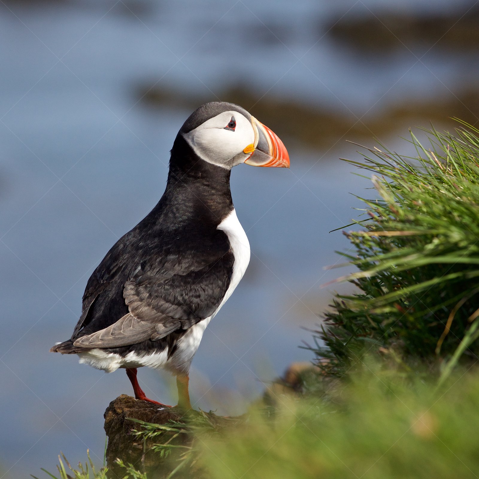 Puffin