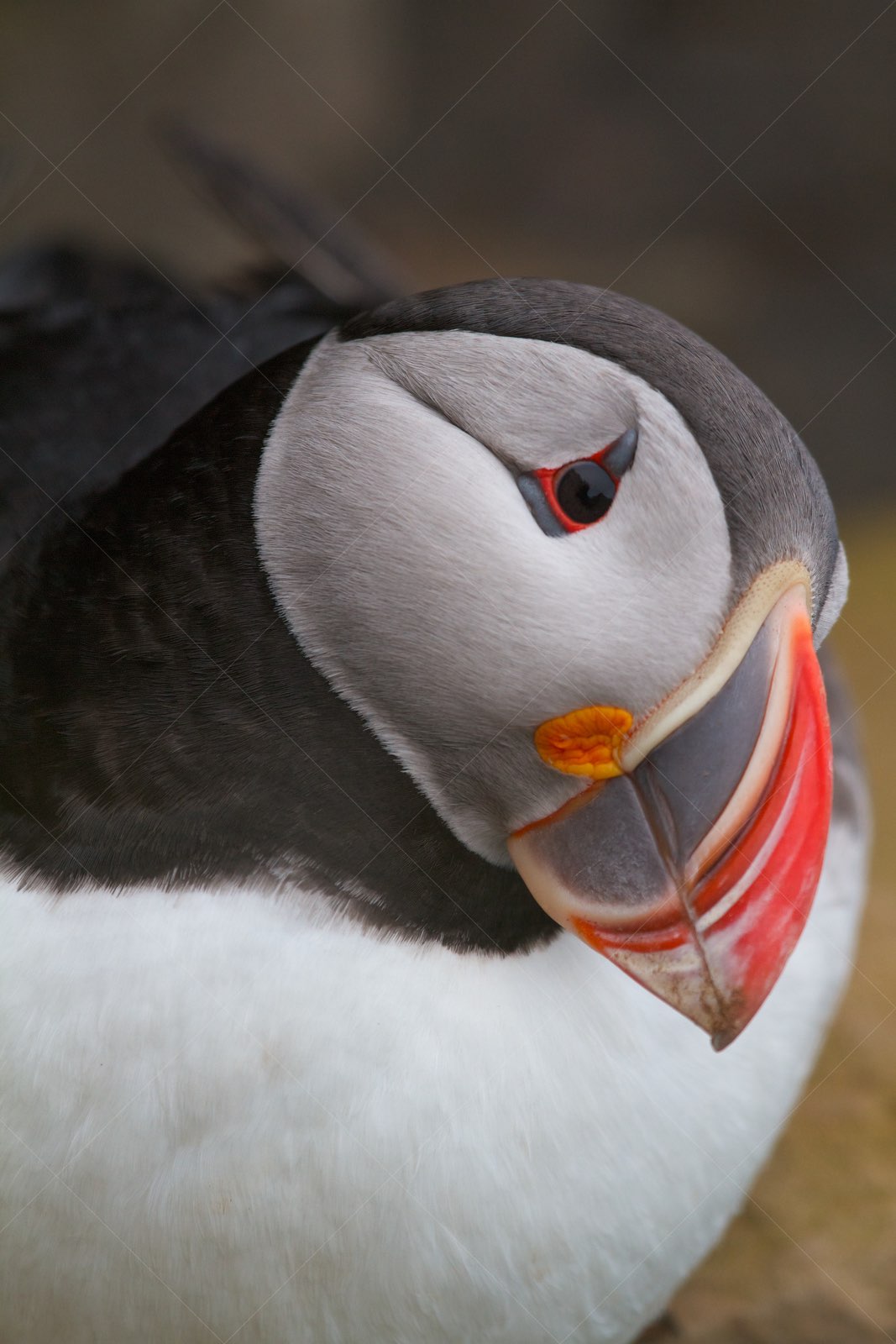 Puffin up close