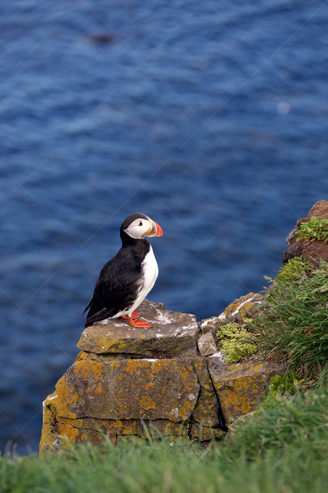 Puffin lookout