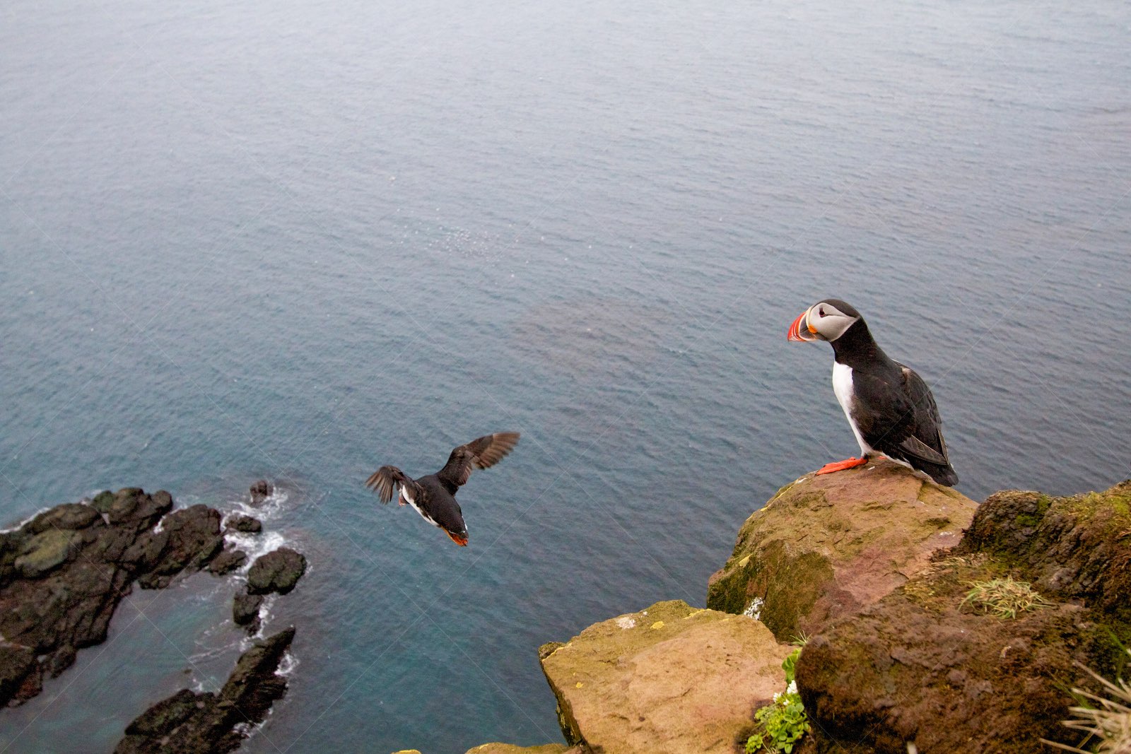 Puffins on the move