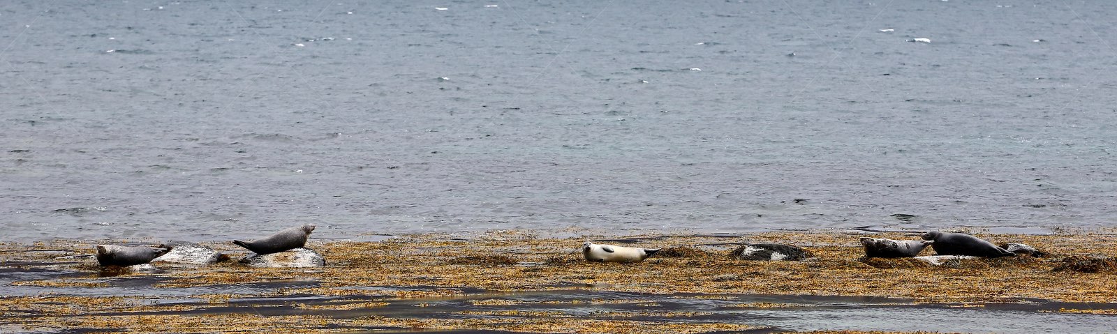 Seals