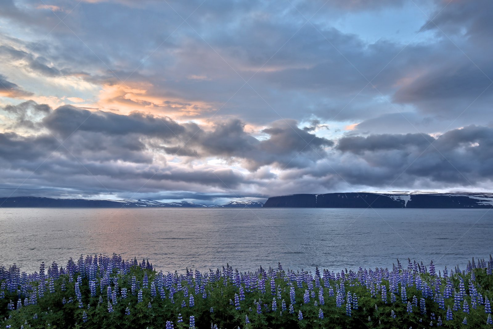 Lupins by Ísafjarðardjúp